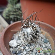 A photo of Turbinicarpus schmiedickeanus