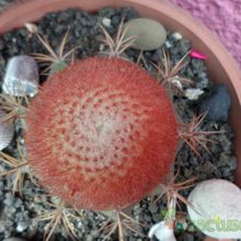 A photo of Melocactus bahiensis