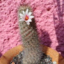 A photo of Mammillaria albicans subsp. fraileana