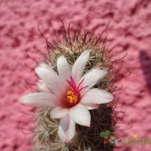 A photo of Mammillaria albicans subsp. fraileana