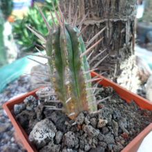 A photo of Euphorbia ferox