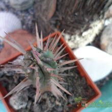 A photo of Euphorbia ferox