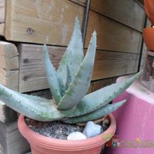 Una foto de Aloe aculeata