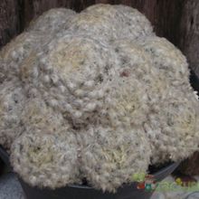 Una foto de Mammillaria plumosa