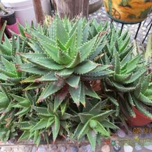 A photo of Aloe perfoliata 