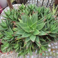 A photo of Aloe perfoliata 