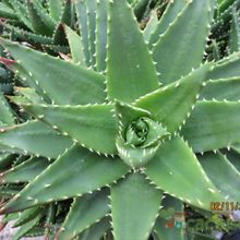 A photo of Aloe perfoliata 