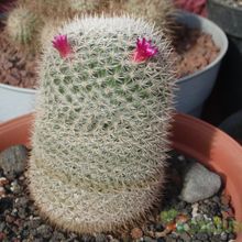 A photo of Mammillaria albilanata ssp. albilanata