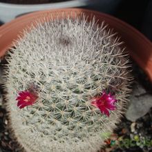 A photo of Mammillaria albilanata ssp. albilanata