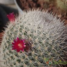 A photo of Mammillaria albilanata ssp. albilanata