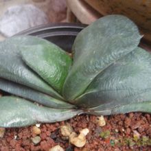 A photo of Gasteria glomerata