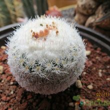 Una foto de Epithelantha micromeris