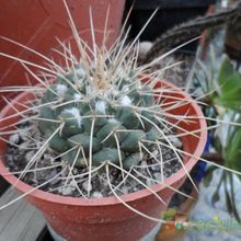 Una foto de Mammillaria compressa ssp centralifera