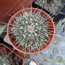 Una foto de Mammillaria compressa ssp centralifera