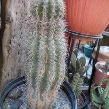 A photo of Carnegiea gigantea