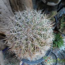 A photo of Carnegiea gigantea