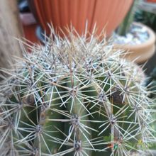 A photo of Carnegiea gigantea