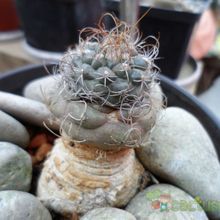 Una foto de Turbinicarpus pseudomacrochele