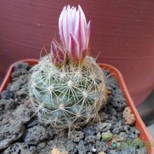 Una foto de Turbinicarpus saueri ssp. knuthianus
