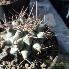 A photo of Thelocactus rinconensis