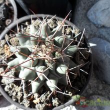 A photo of Thelocactus rinconensis