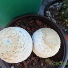 A photo of Mammillaria herrerae