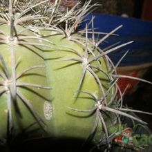 A photo of Melocactus glaucescens