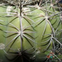 A photo of Melocactus glaucescens