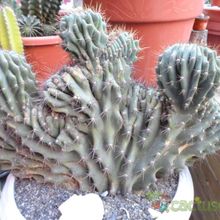A photo of Cereus hildmannianus f. monstruosa
