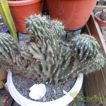 A photo of Cereus hildmannianus f. monstruosa