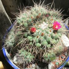 Una foto de Mammillaria compressa ssp centralifera