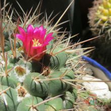Una foto de Mammillaria compressa ssp centralifera