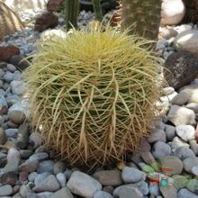 Una foto de Echinocactus grusonii