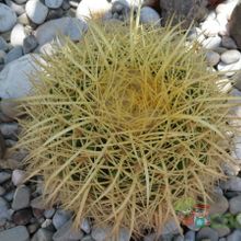 Una foto de Echinocactus grusonii