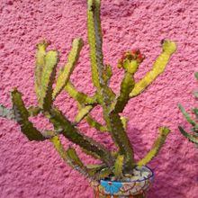 A photo of Euphorbia pseudocactus