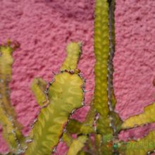 A photo of Euphorbia pseudocactus