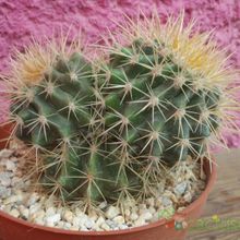 Una foto de Echinocactus grusonii