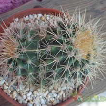 Una foto de Echinocactus grusonii
