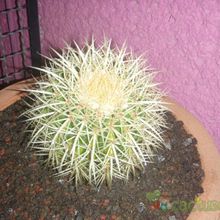 A photo of Echinocactus grusonii