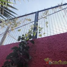 Una foto de Dioscorea mexicana