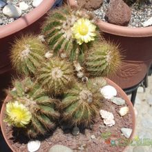 A photo of Parodia schumanniana