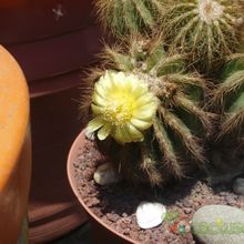 A photo of Parodia schumanniana