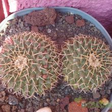 A photo of Mammillaria magnimamma