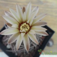 A photo of Gymnocalycium spegazzinii
