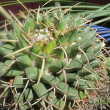 Una foto de Mammillaria magnimamma
