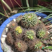 Una foto de Mammillaria magnimamma