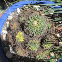 Una foto de Mammillaria magnimamma