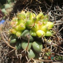 Una foto de Mammillaria magnimamma