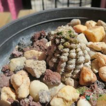 Una foto de Mammillaria theresae