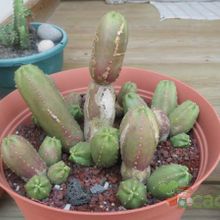 A photo of Echinocereus scheeri var. gentryi